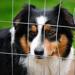 Hoax - Australian Shepherd