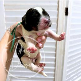 Teal - Tri-color female Bernedoodle puppy in Rockwall, Texas from Glory Doodles