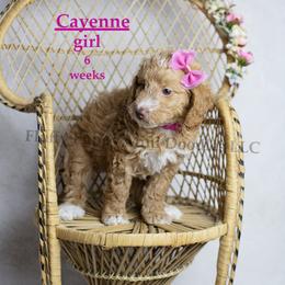 Cayenne (pink collar) girl - Apricot female Goldendoodle puppy in Corona, California from Fluffy Puppy Mini Doodles LLC