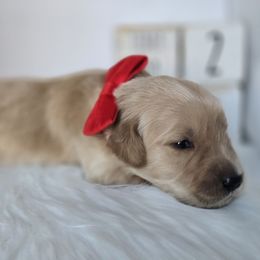 RED - Golden male Golden Retriever puppy in Grand Terrace, California from Southern Golden Retrievers