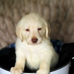 Labradoodle and Labrador Retriever Puppies from Moore than Dogs