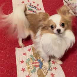 Chihuahua Puppies from Seaside Chihuahuas LLC