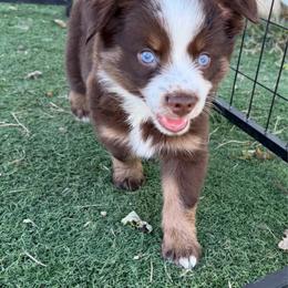 RTB - Red tri male Miniature Australian Shepherd puppy in Bethany, Illinois from Rachel at Marrowbone Creek Aussies