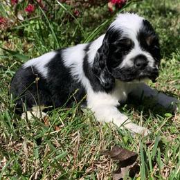 Doc - Black white and tan male Cocker Spaniel puppy in Gadsden, Alabama from Rich Cat’s