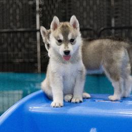 Dazzle - Gray and white female Siberian Husky puppy in North Miami, Florida from Kardrovi Siberians