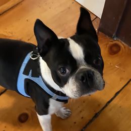 Indy - Boston Terrier