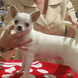 SASSY - Chihuahua