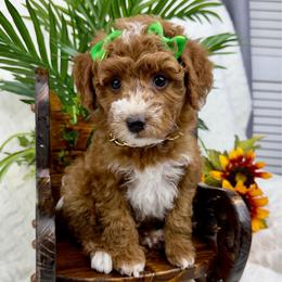 Green - Red  female Poodle puppy in West Hamlin, West Virginia from My Vision Poodles