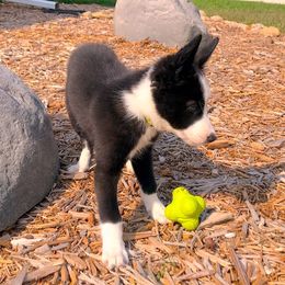 Border Collie Puppies from HC Kennels