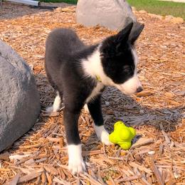 Border Collie Puppies from HC Kennels