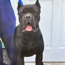 Cane Corso from Armored Kennels