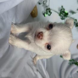 Cupid - Cream male Chihuahua puppy in Austin, Indiana from Dog Bones N Harmony