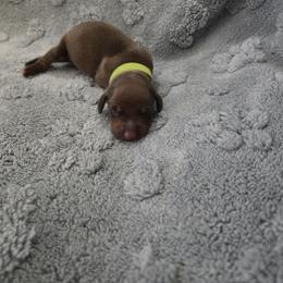 Girl 1 - female Dachshund puppy in Mulberry, Florida from J's Mini Dachshunds
