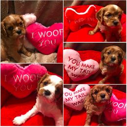 Cavalier King Charles Spaniels from Puppies of Newington