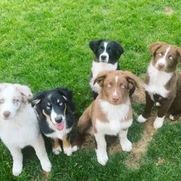 Australian Shepherd Puppies from Diamond Aussies N the Rough