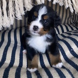 Bernese Mountain Dog Puppies from Blue Ridge Bernese