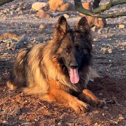 Doxa aka Doxie - Sable female German Shepherd puppy in Wickenburg, Arizona from Vom AshtonHaus German Shepherds