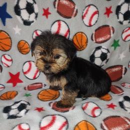 Boy 3 - male Yorkshire Terrier puppy in Lapeer, Michigan from Puppy Kisses