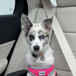 American Corgi, Border Collie, and Pembroke Welsh Corgi Puppies from Cowtown Corgis & Border Collies