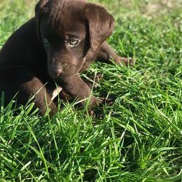 Labrador Retriever Puppies from Champion Retrievers, Inc
