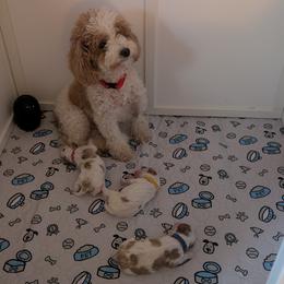 Cavapoo Puppies from Crystal Coast Cavapoodles