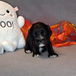 Jacqueline - Black female Cocker Spaniel puppy in Crossville, Tennessee from Timber Sunrise Cockers