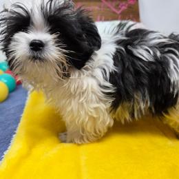 Midwest Mini Emma - White female Mi-Ki puppy in Clearwater, Kansas from Midwest Mini Mi-kis