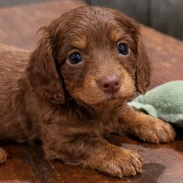 Rocky - Chocolate and tan male Dachshund puppy in Salem, Oregon from Longdox Mini Dachshunds