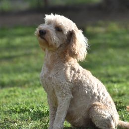 Lilly - Goldendoodle