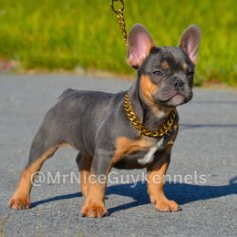 "fat boy 13 weeks" French Bulldog Puppies from Mr Nice Guy Kennels