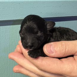 Annie - Black female Maltipoo puppy in Mabelvale, Arkansas from Durham's Designer Poos