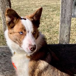Border Collies from Sleepy Hollow Border Collies