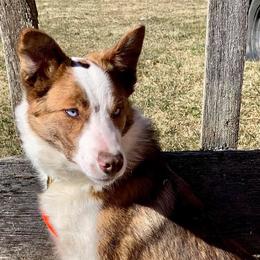 Border Collies from Sleepy Hollow Border Collies