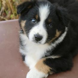 Australian Shepherd Puppies from Hillside Aussies