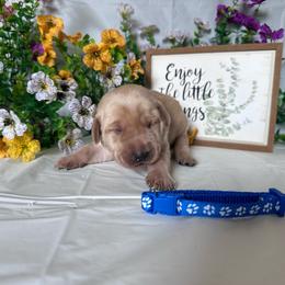 Blue - Yellow male Labrador Retriever puppy in Newton Grove, North Carolina from Wayalife Labradors & Gsp’s