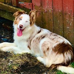 Hattie - Border Collie