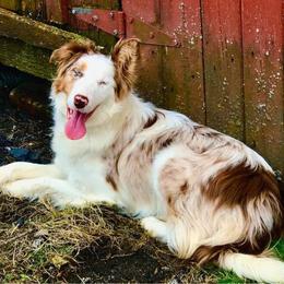 Hattie - Border Collie