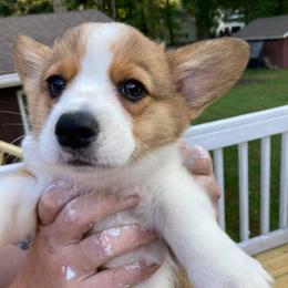 Pembroke Welsh Corgis from Holly Hanni's Pembroke Welsh Corgis