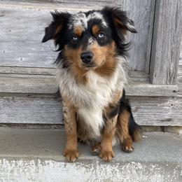 Australian Shepherd, Miniature American Shepherd, and Toy Australian Shepherd All Grown Up from OR Aussies