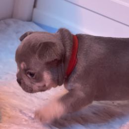 French Bulldog Puppies from Langiappe Frenchies