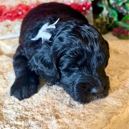 Flint- gray boy - Black and white male Aussiedoodle puppy in Midlothian, Texas from Gray Doodles