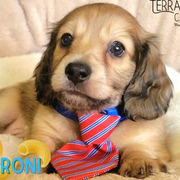Macaroni - Cream male Dachshund puppy in Parma, Idaho from Terracane Dachshunds & Sunwell Golden Retrievers