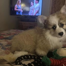 Miniature American Shepherd and Pembroke Welsh Corgi Puppies from Zugspitze Pembroke Welsh Corgis & Mini American Shepherds
