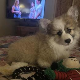 Miniature American Shepherd and Pembroke Welsh Corgi Puppies from Zugspitze Pembroke Welsh Corgis & Mini American Shepherds