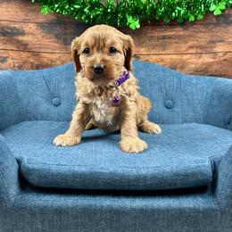 Drizella (Ella) - Red female Cavapoo puppy in Lancaster, Missouri from Cavapoo Acres