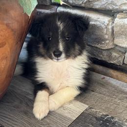 Aspen's Tri Female - Black white and tan female Shetland Sheepdog puppy in Shirley, Arkansas from Lucky Pups
