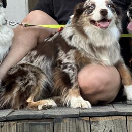 Ruby - Red merle female Miniature Australian Shepherd puppy in Luling, Texas from Little Wood Toy and Mini Aussies