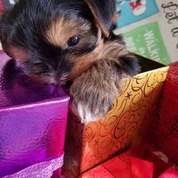 Yorkshire Terrier Puppies from Angela Coleman