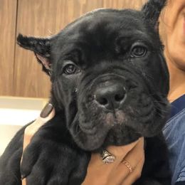 Cane Corso Puppies from Virtue Cane Corso