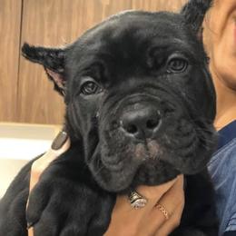 Cane Corso Puppies from Virtue Cane Corso